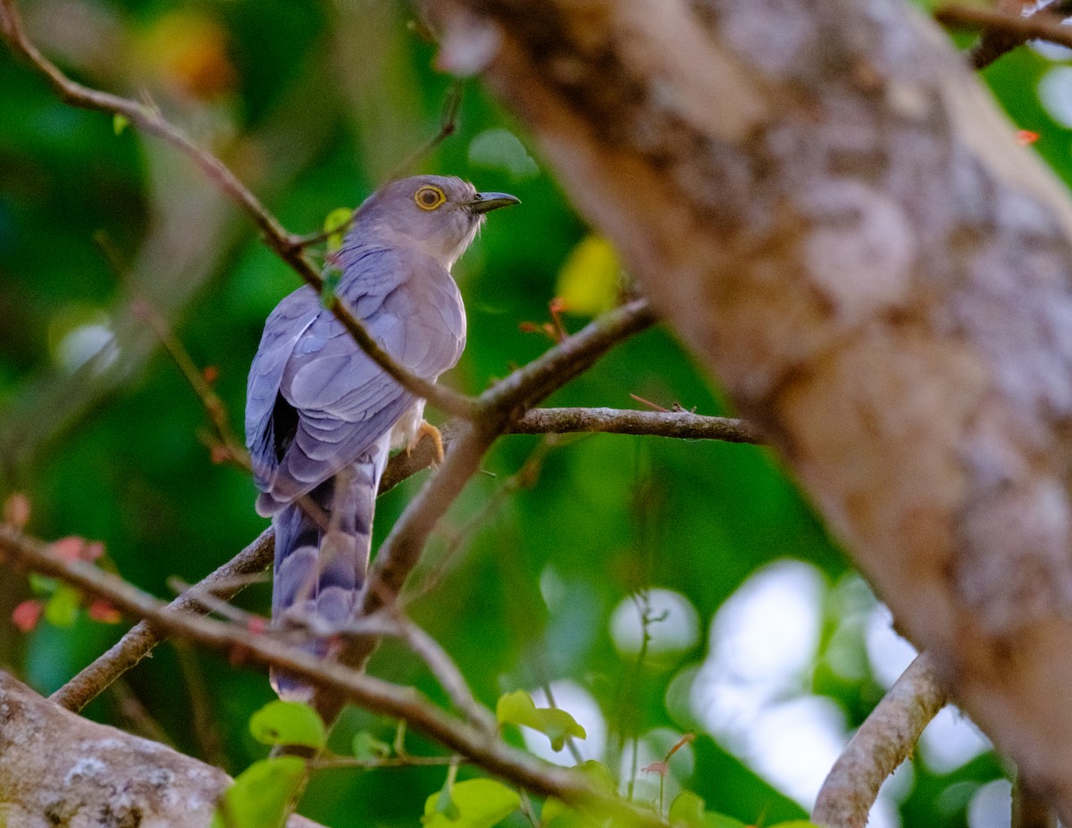 Common Hawk-Cuckoo - Nara Jayaraman