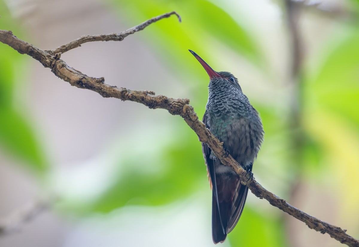 Rufous-tailed Hummingbird - ML616898618