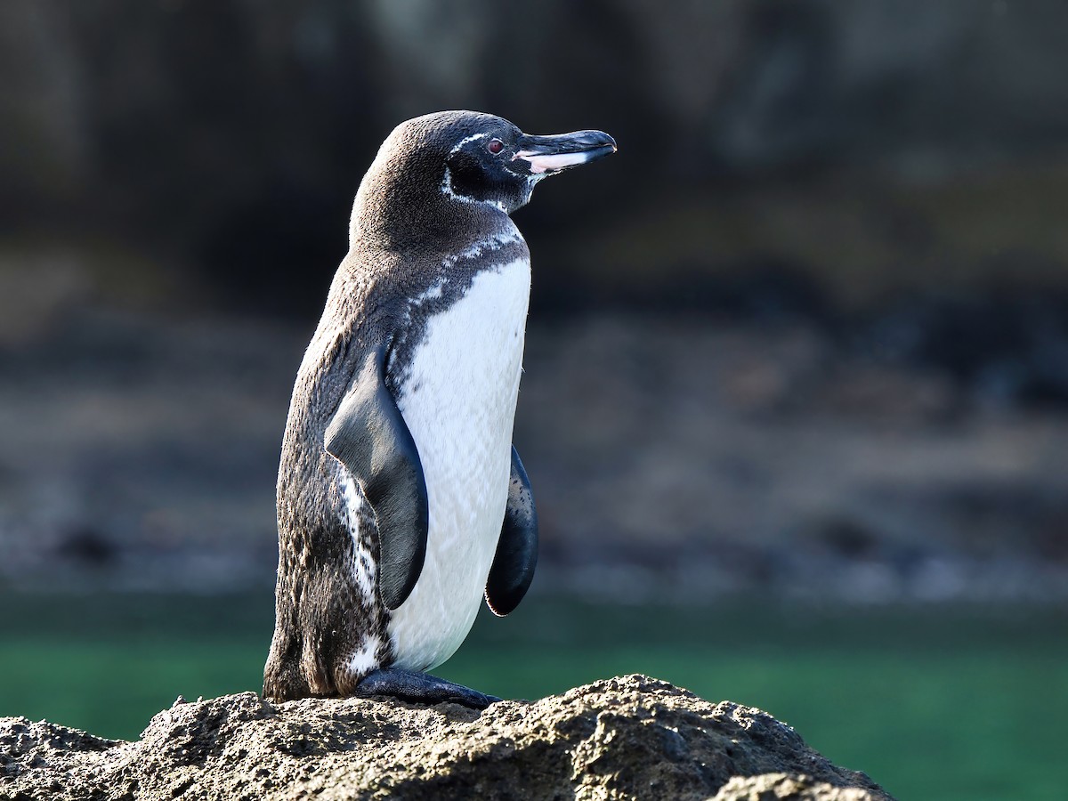 Galapagos Penguin - ML616898629