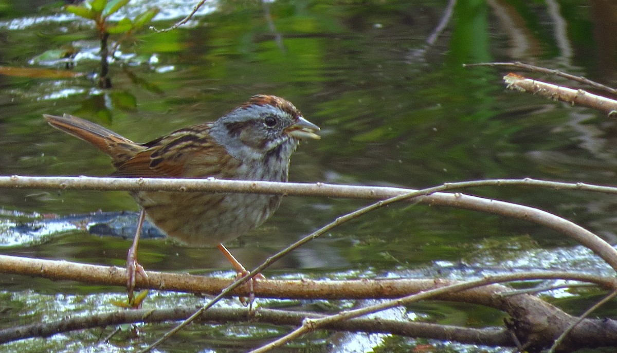 Swamp Sparrow - ML616898642