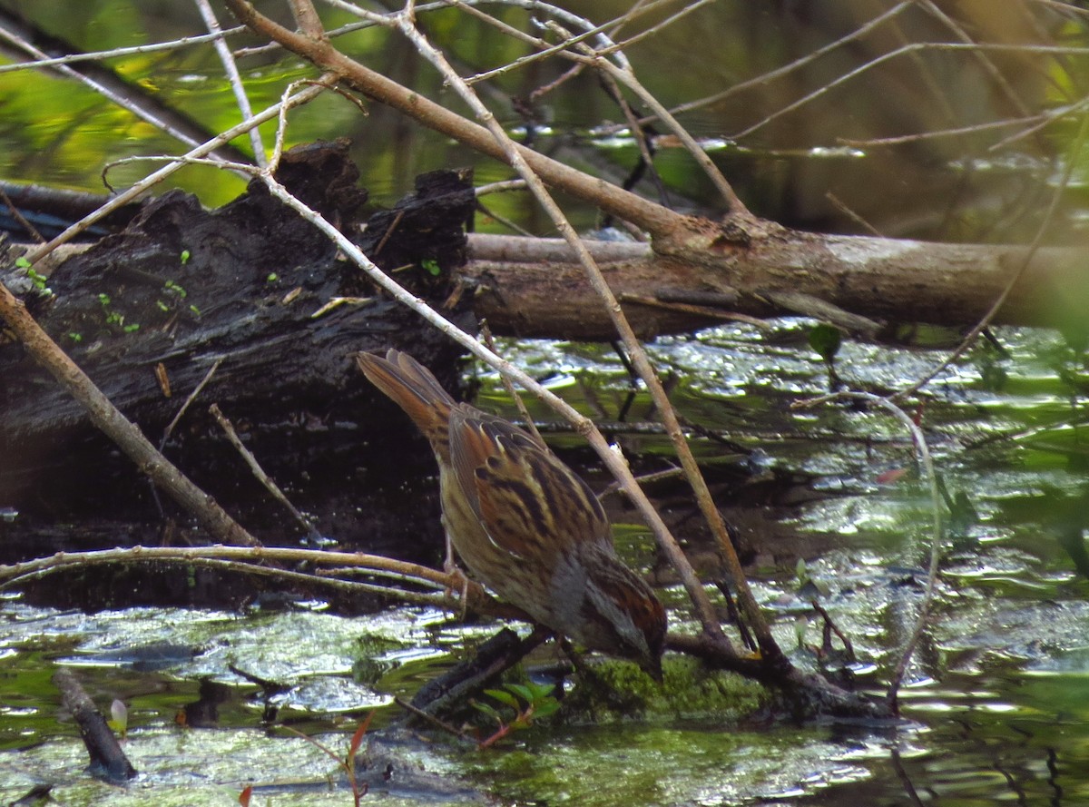 Swamp Sparrow - ML616898643