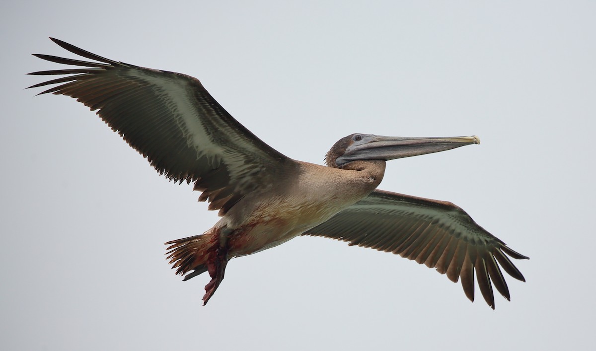 Brown Pelican (Galapagos) - ML616898723