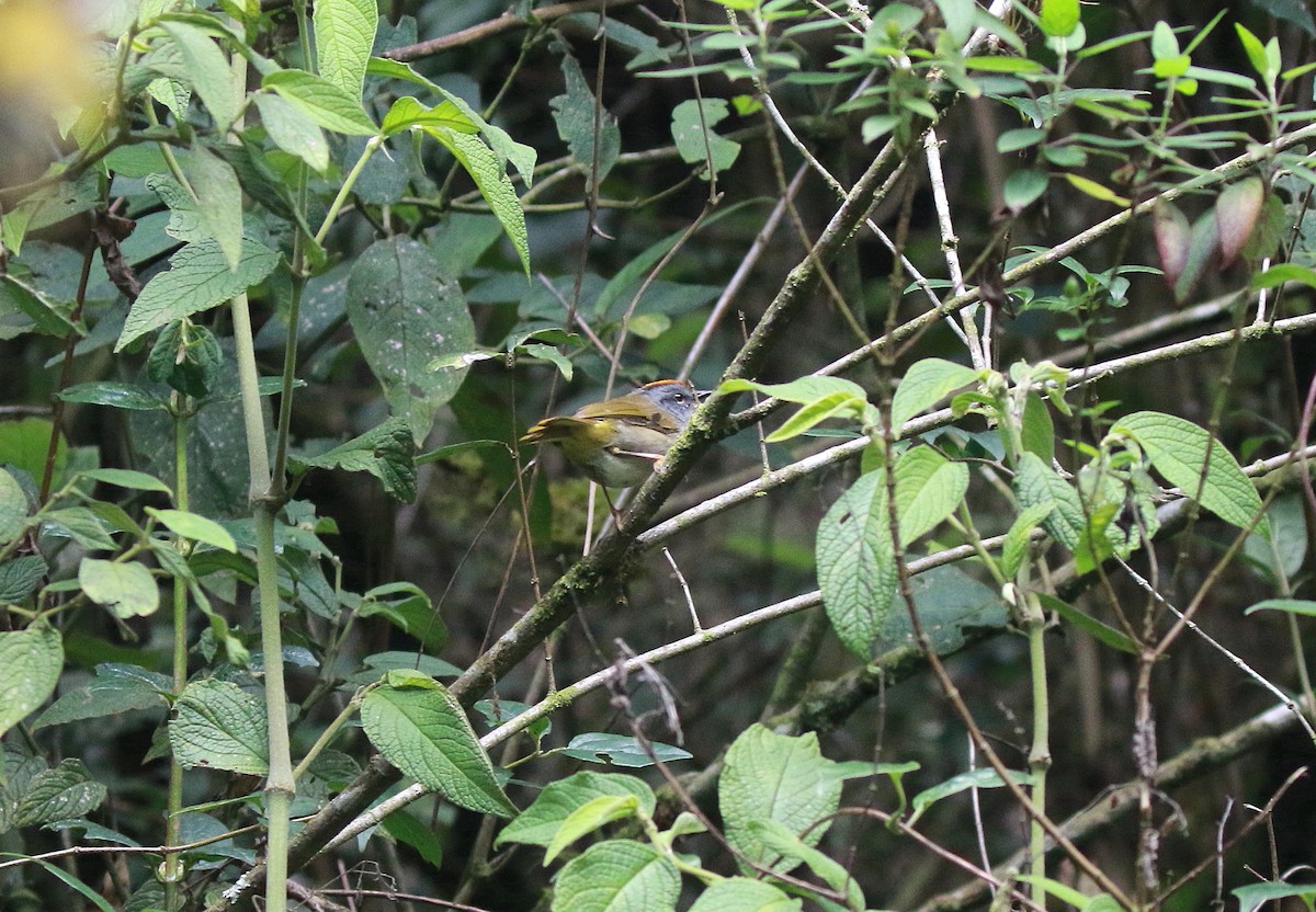 Russet-crowned Warbler - ML616898805