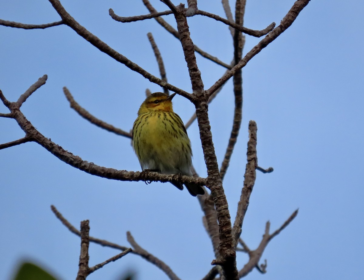 Cape May Warbler - ML616898828