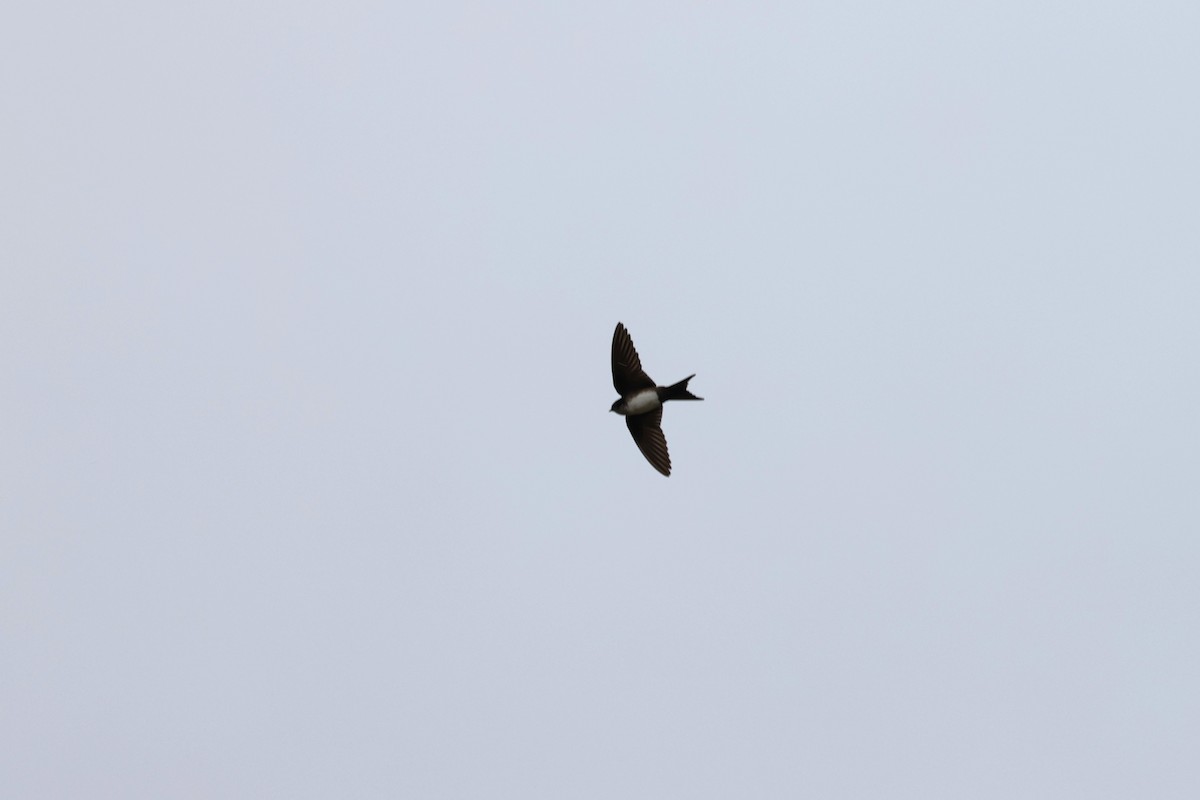 Black-capped Swallow - Charles Davies