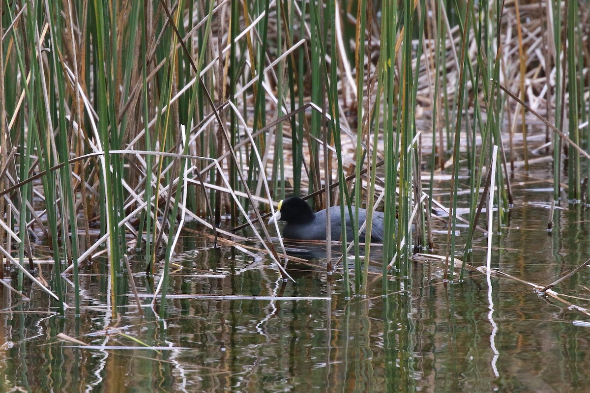 Slate-colored Coot (White-billed) - ML616898840