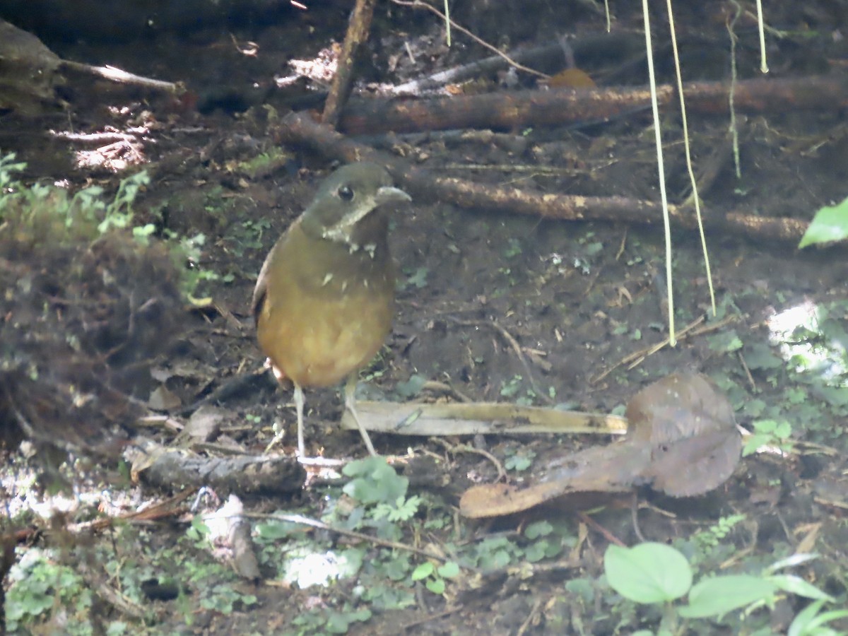 Moustached Antpitta - ML616898959