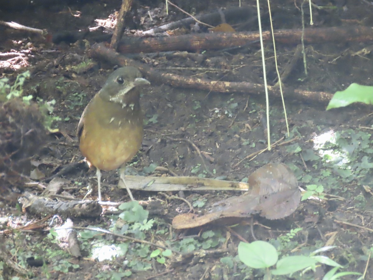 Moustached Antpitta - ML616898960