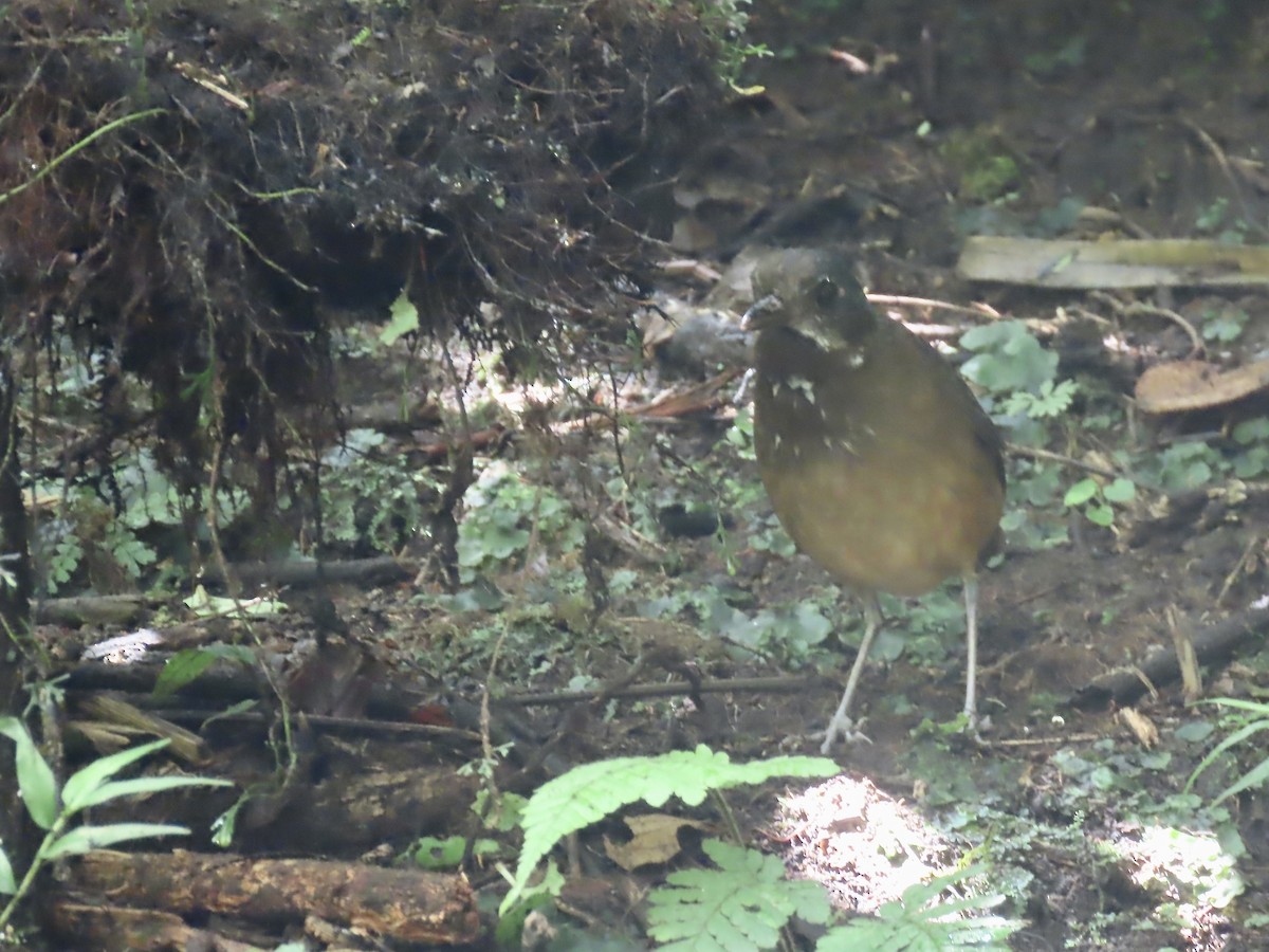 Moustached Antpitta - ML616898962