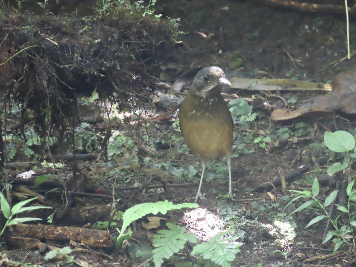 Moustached Antpitta - ML616898963