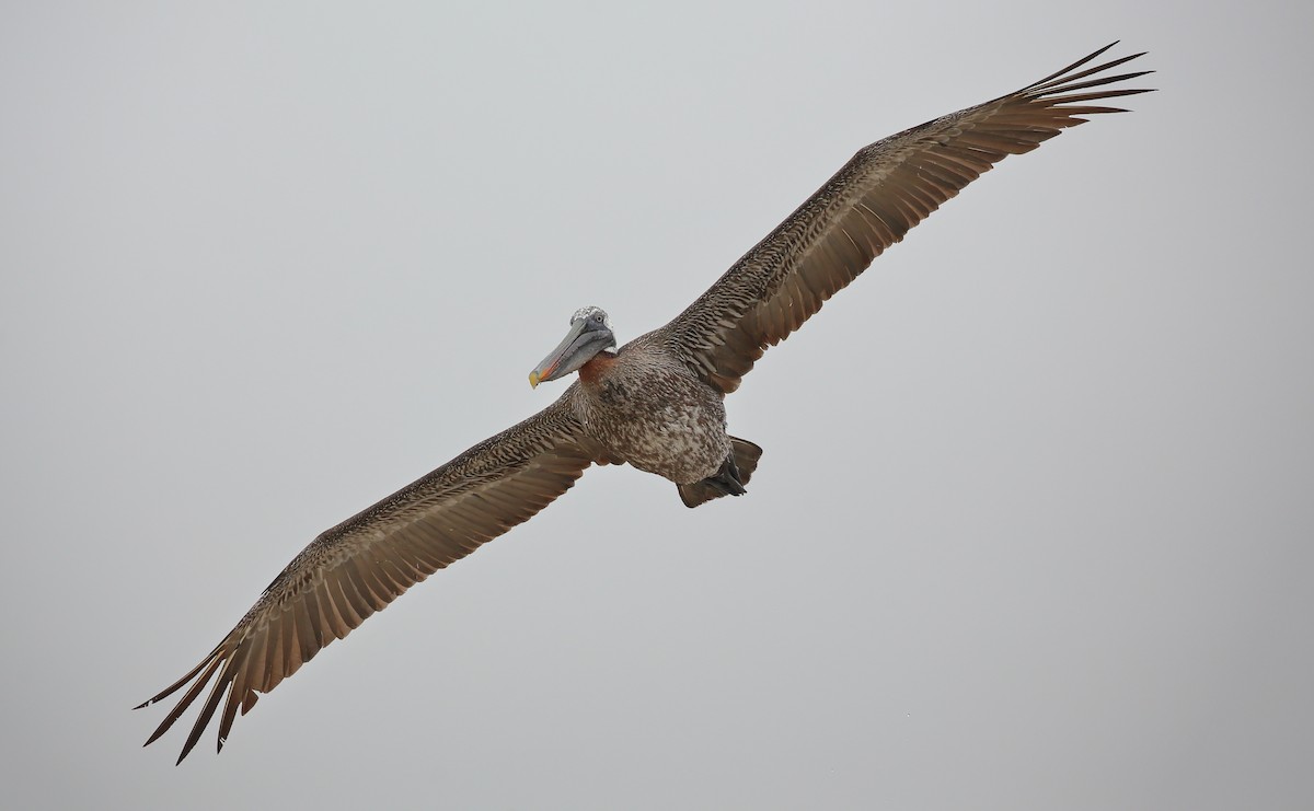 Brown Pelican (Galapagos) - ML616898997