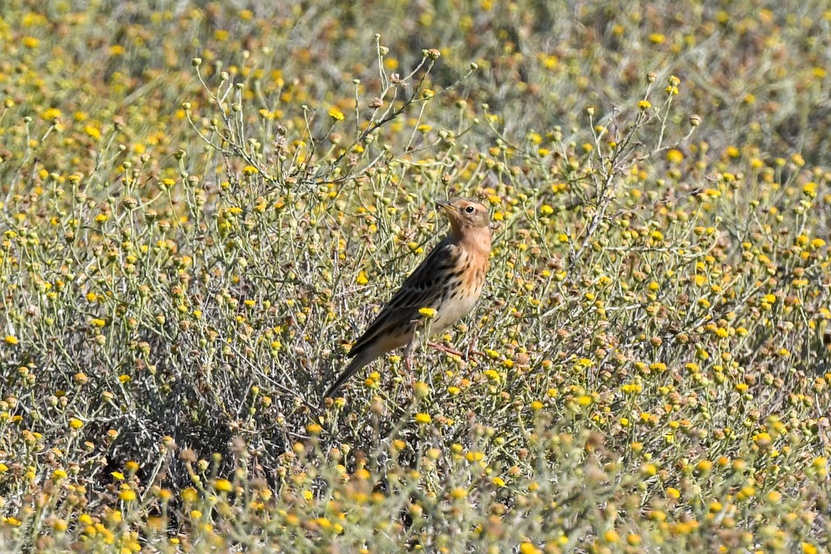 Red-throated Pipit - ML616899027