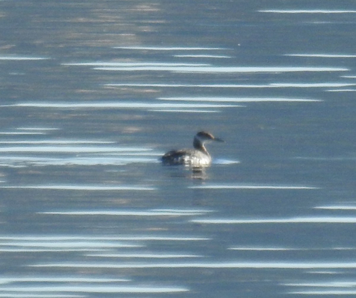 Red-necked Grebe - ML616899097