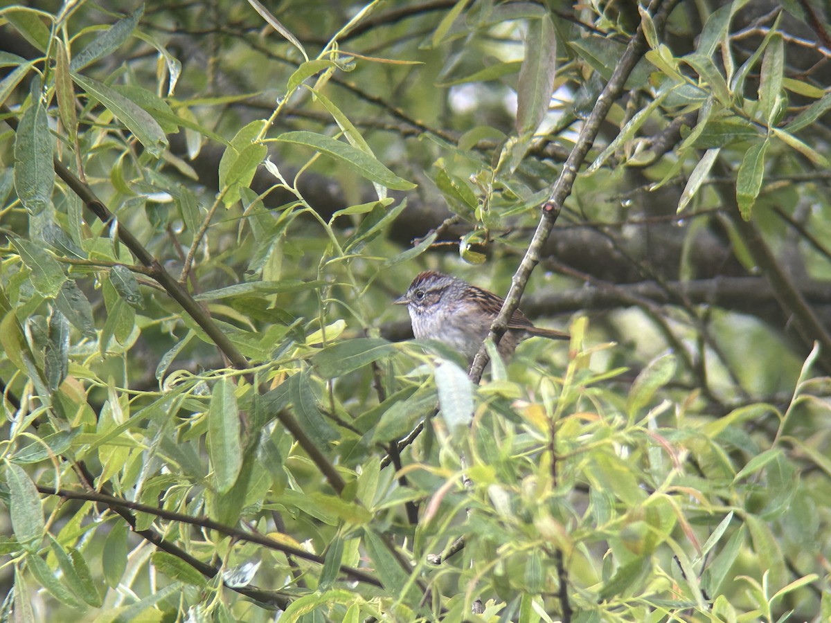 Swamp Sparrow - ML616899112