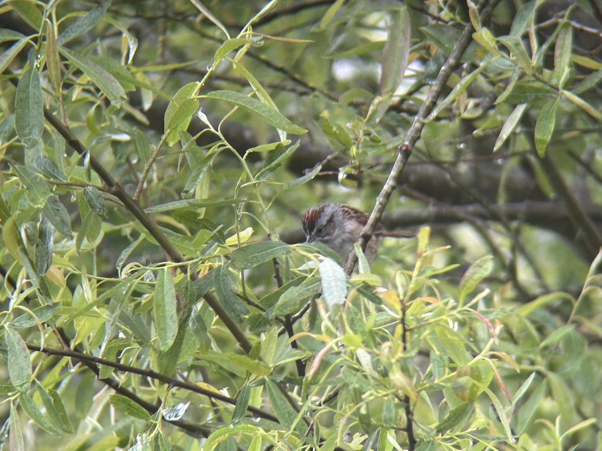 Swamp Sparrow - ML616899113