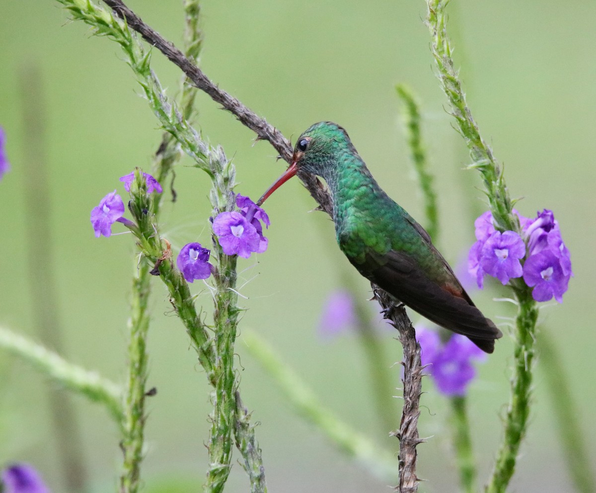 Rufous-tailed Hummingbird - ML616899182