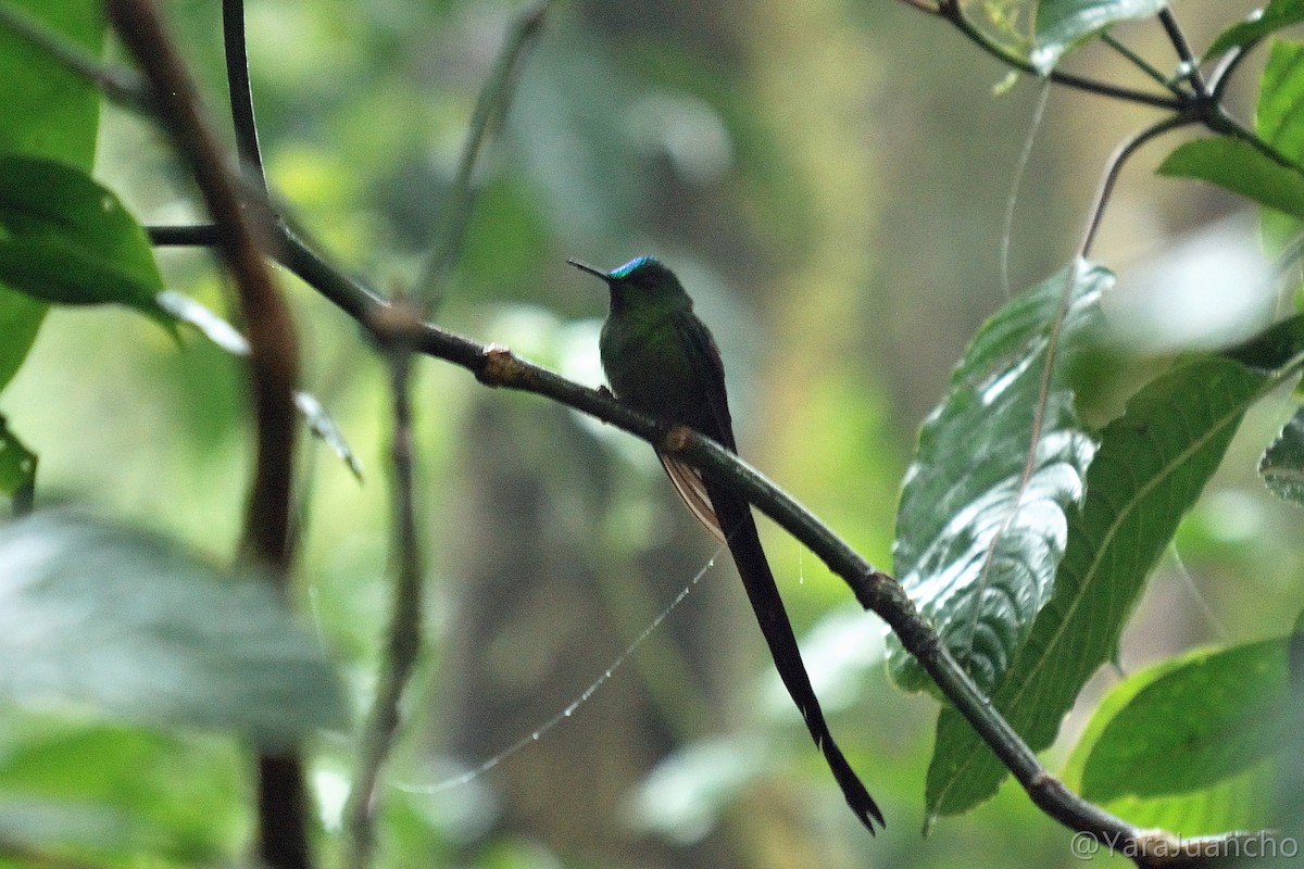 Long-tailed Sylph - ML616899485