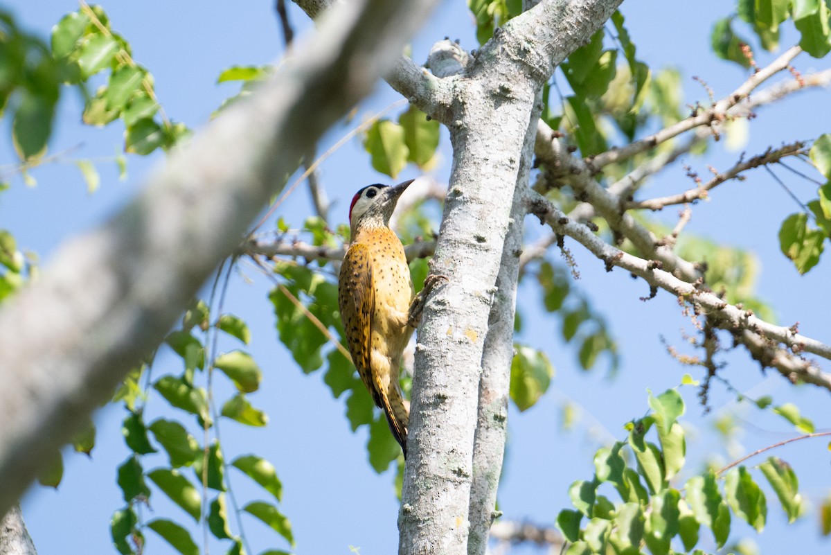 Spot-breasted Woodpecker - ML616899507