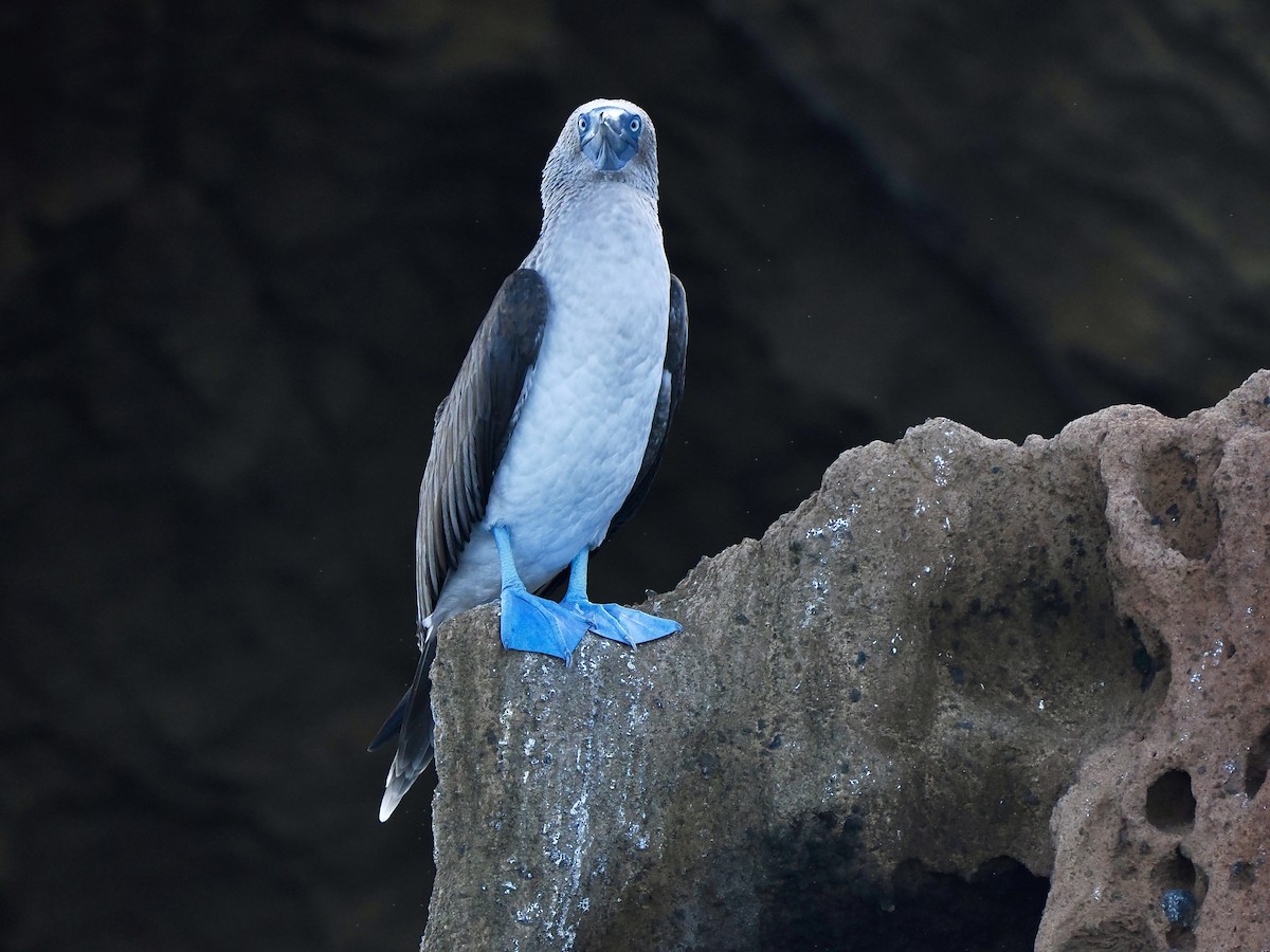 Blue-footed Booby - ML616899536
