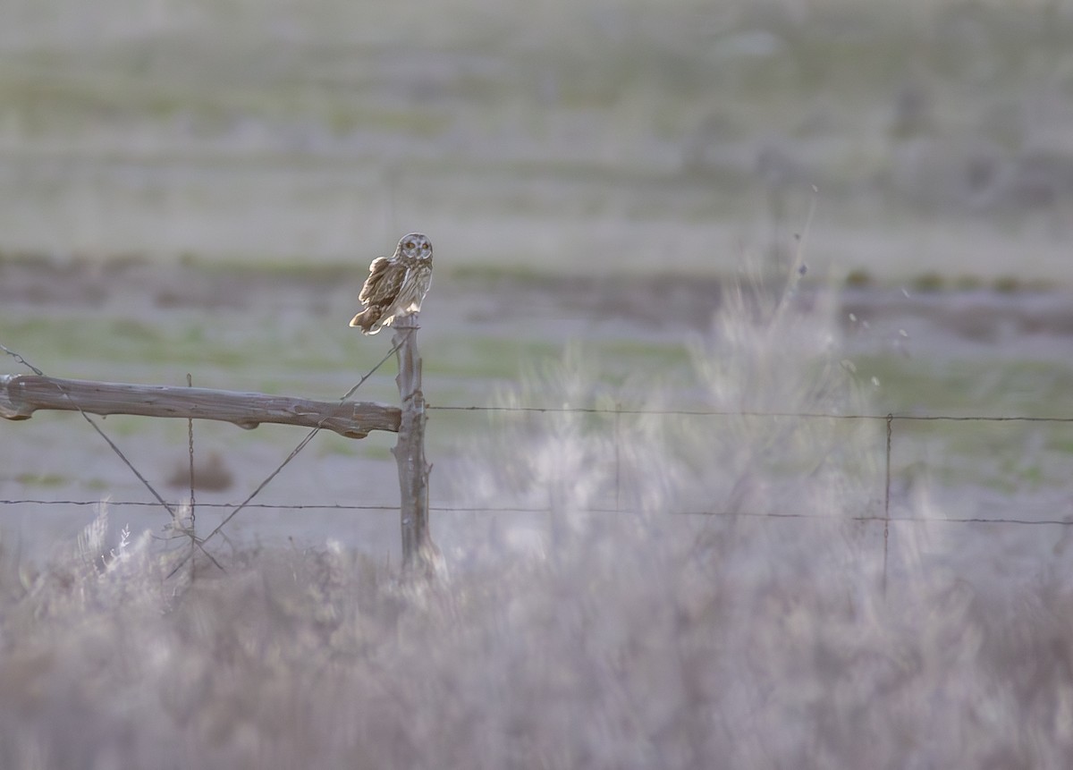 Short-eared Owl (Northern) - ML616899566
