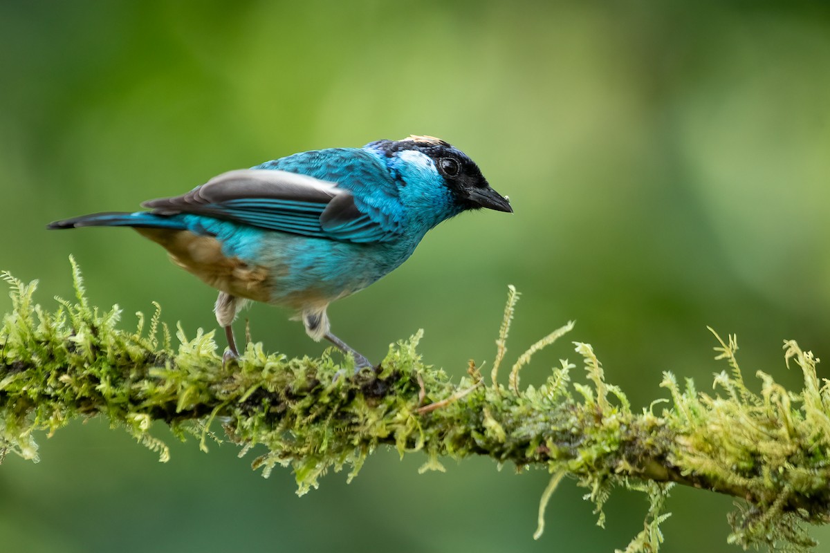 Golden-naped Tanager (Golden-naped) - ML616899603