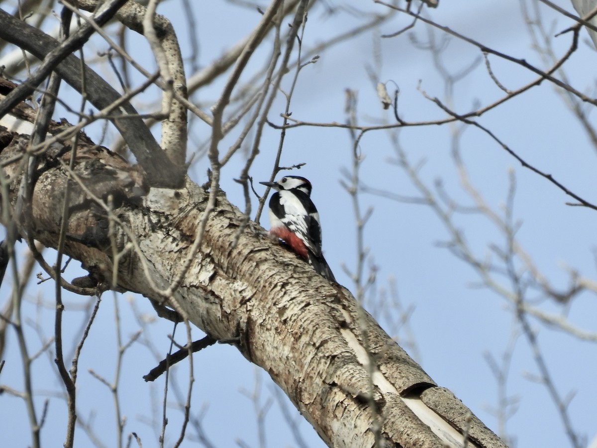 White-winged Woodpecker - ML616899670