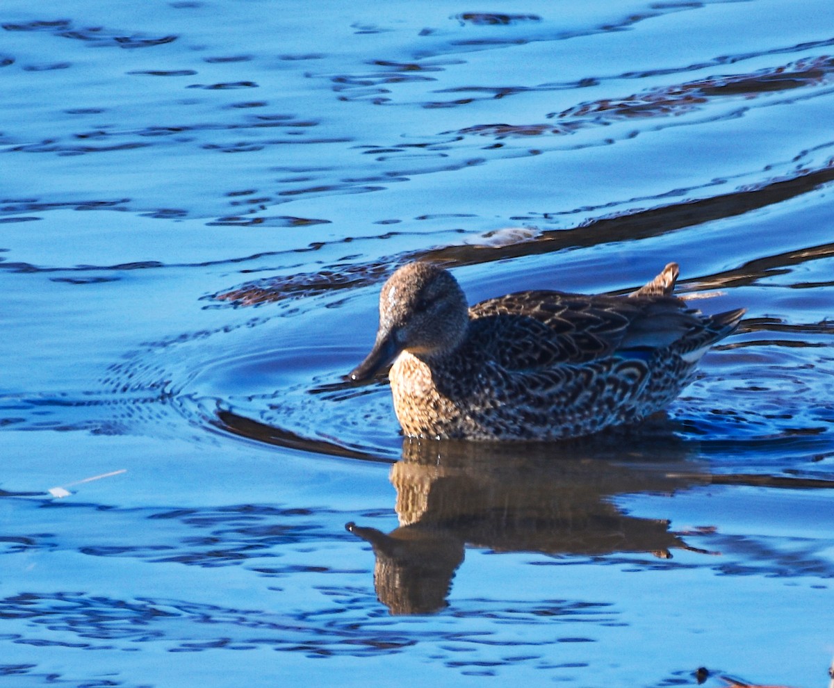 Blue-winged Teal - ML616899689