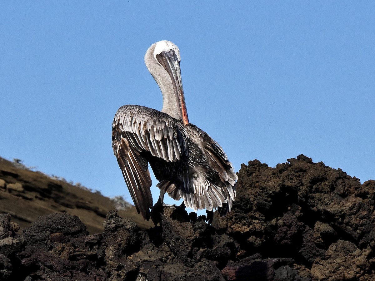 Brown Pelican (Galapagos) - ML616899751