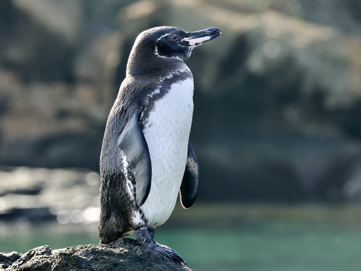 Pingüino de Galápagos - ML616899784