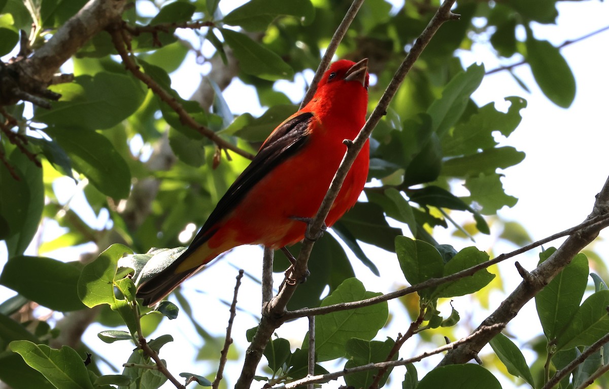 Scarlet Tanager - ML616899835