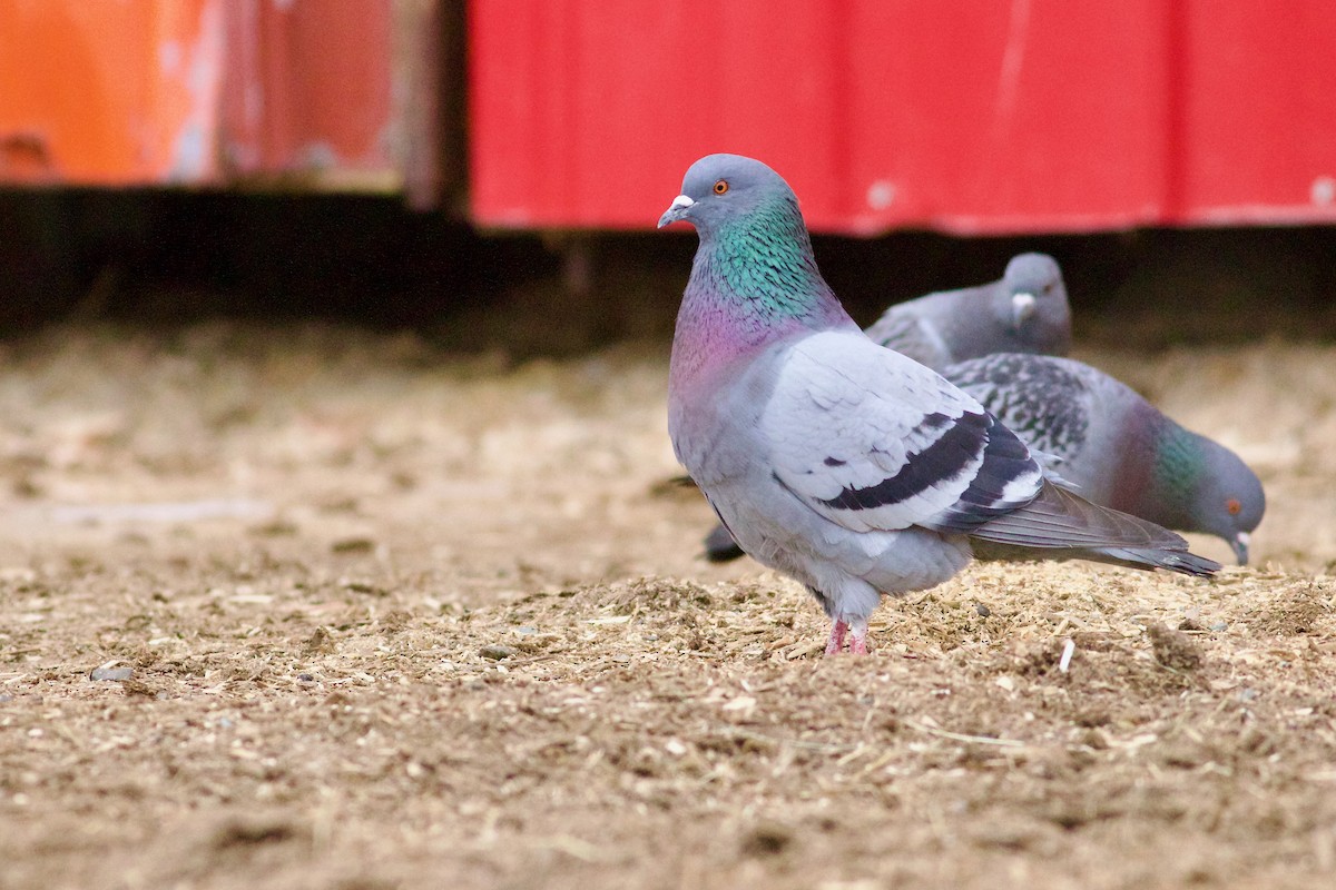Rock Pigeon (Feral Pigeon) - ML616899935