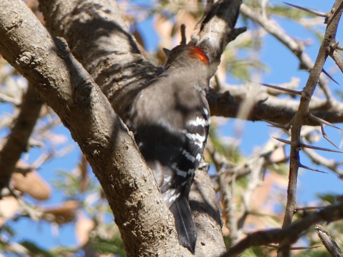 Arabian Woodpecker - ML616899976