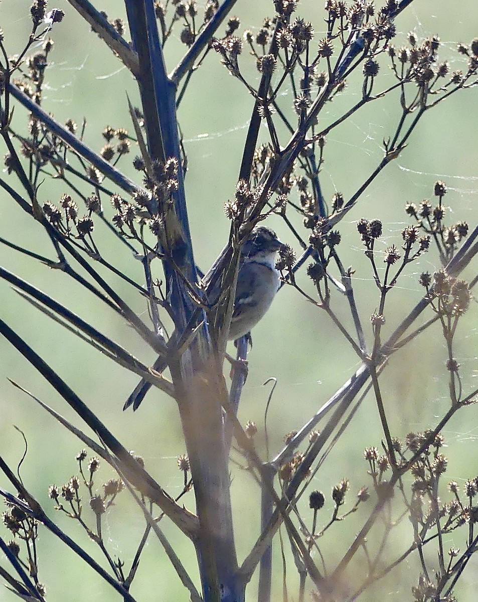 Rufous-collared Sparrow - ML616900033