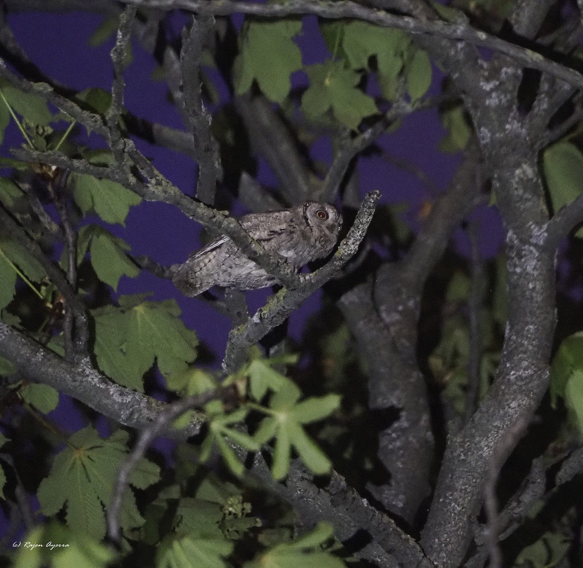 Eurasian Scops-Owl - Rajen Ayerra Vildarraz
