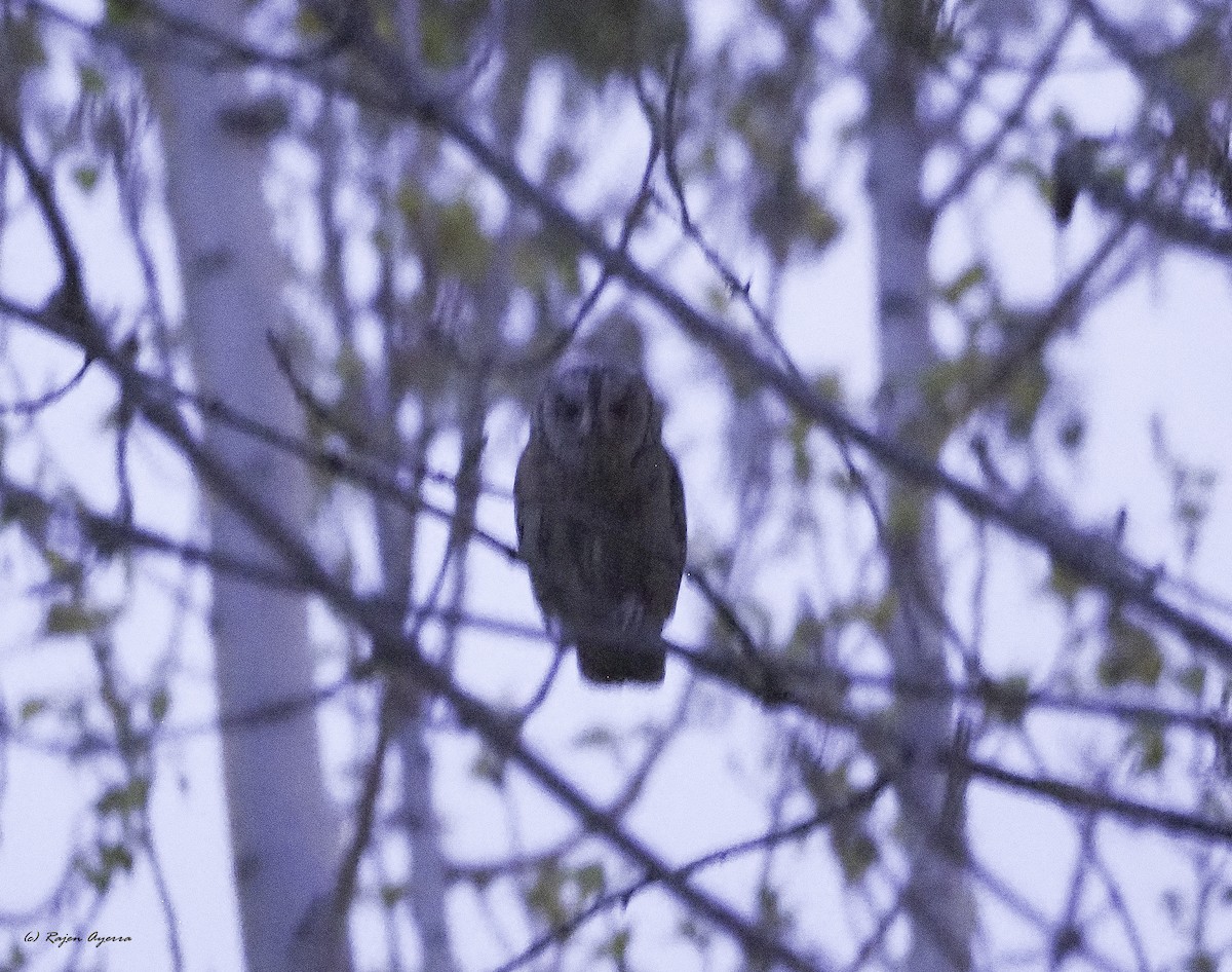 Eurasian Scops-Owl - ML616900121