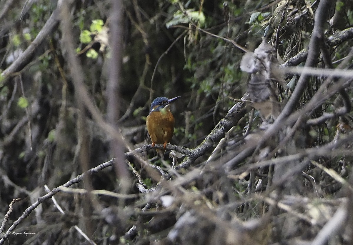 Common Kingfisher - Rajen Ayerra Vildarraz
