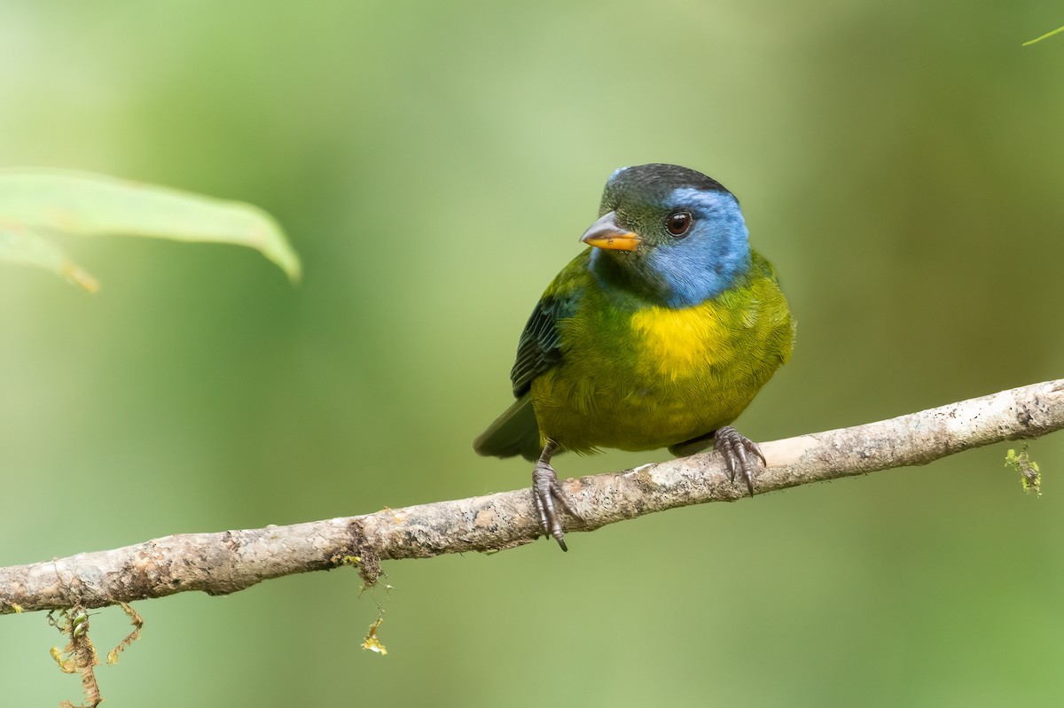 Moss-backed Tanager - ML616900285