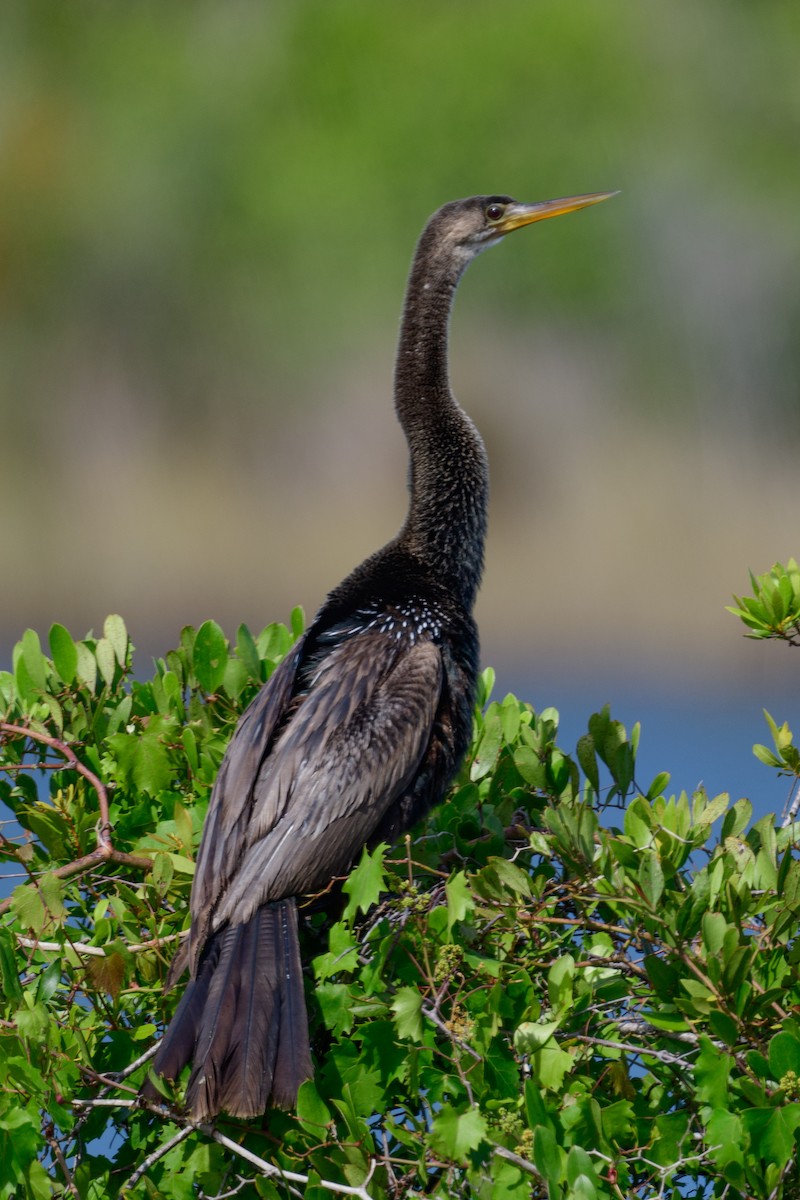 eBird Checklist - 4 Apr 2024 - Naples Botanical Garden - 27 species