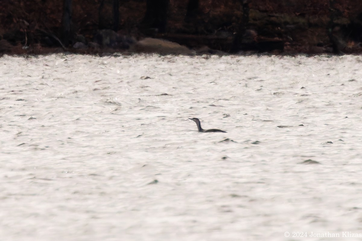 Red-throated Loon - ML616900500