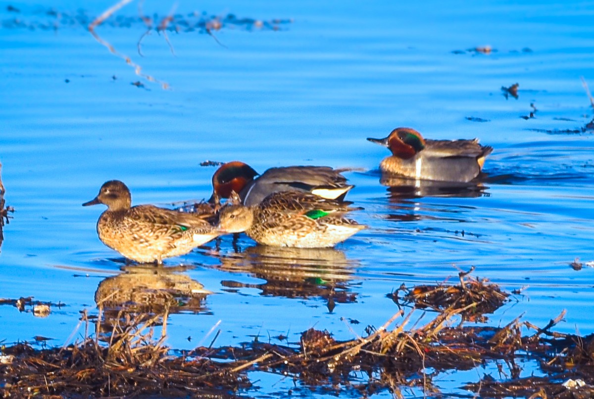 Green-winged Teal - ML616900533