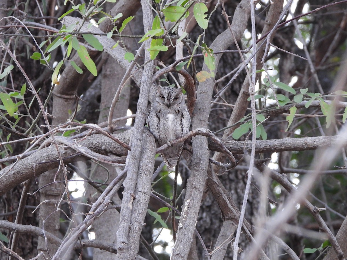 African Scops-Owl - ML616900543