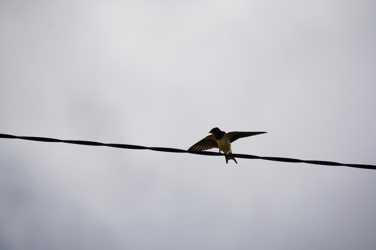 Barn Swallow - ML616900562