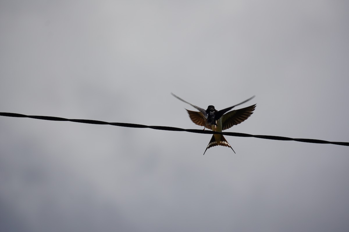 Barn Swallow - ML616900564