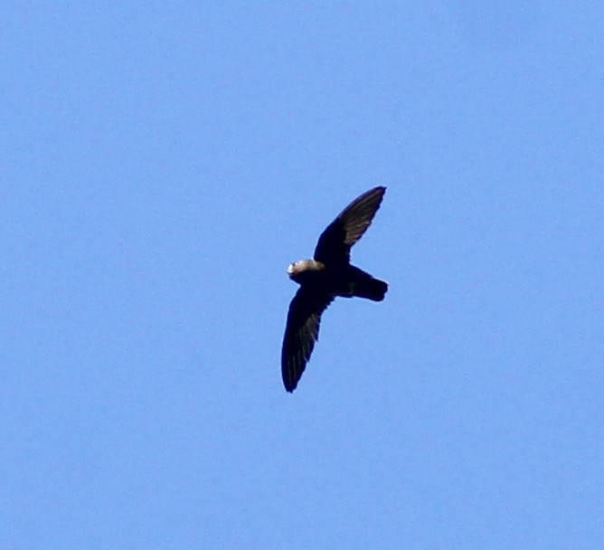 Spot-fronted Swift - ML616900567