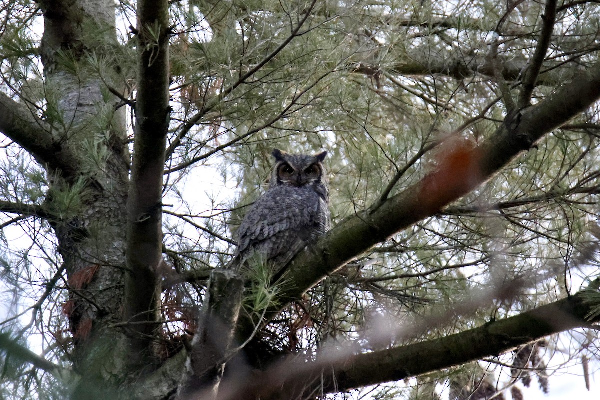 Great Horned Owl - ML616900690
