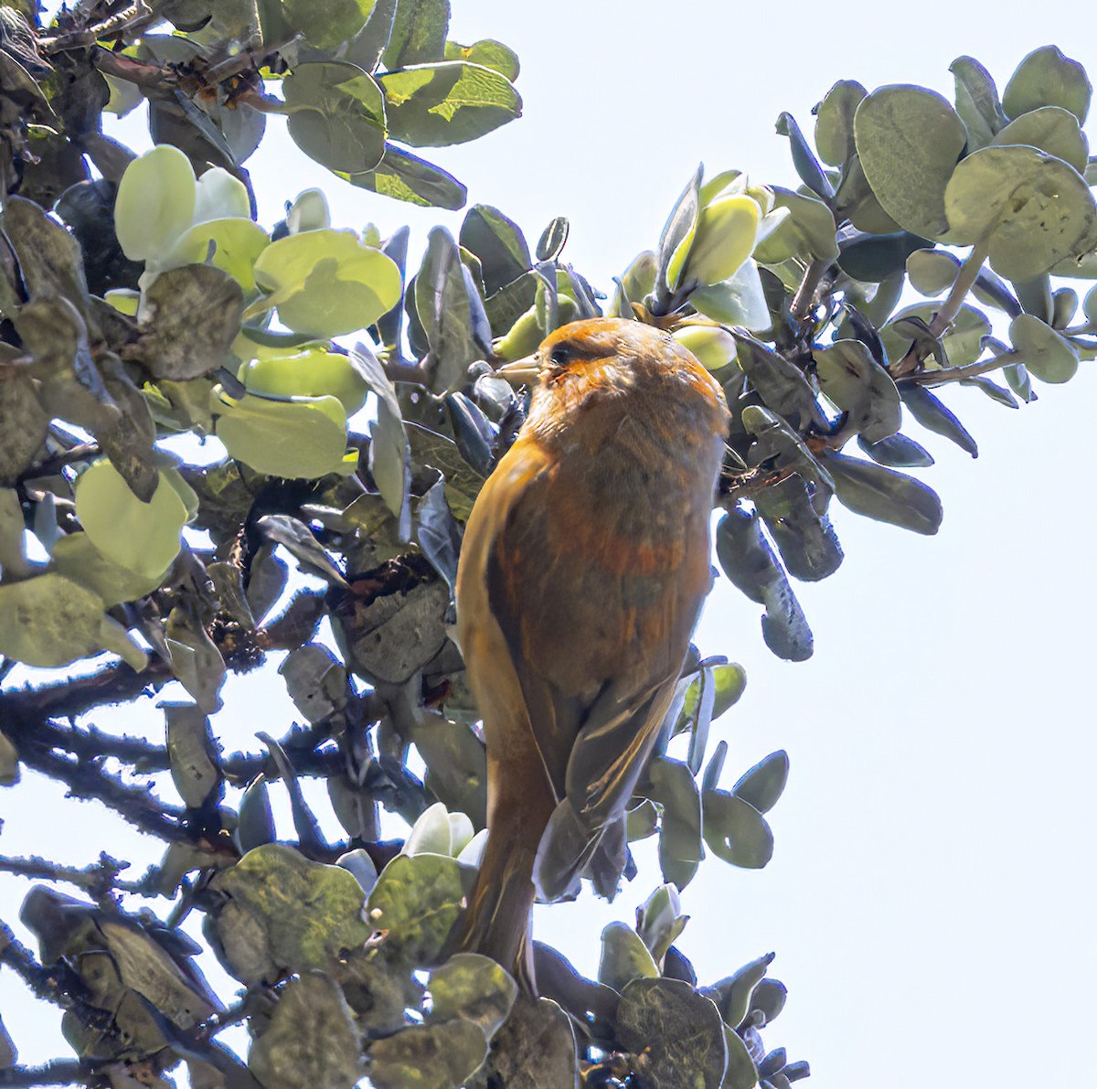 Hawaii-Akepakleidervogel - ML616900710
