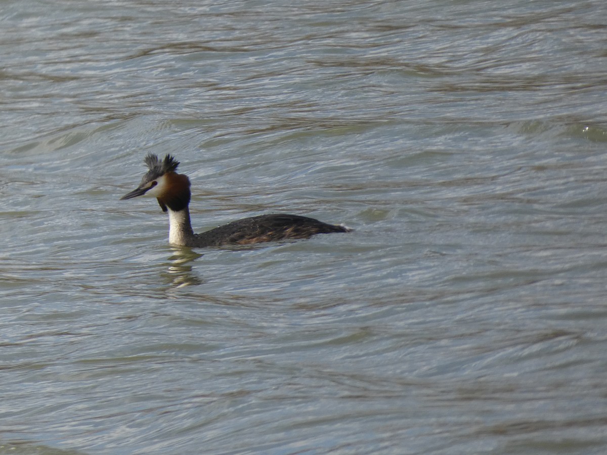 Great Crested Grebe - ML616900766