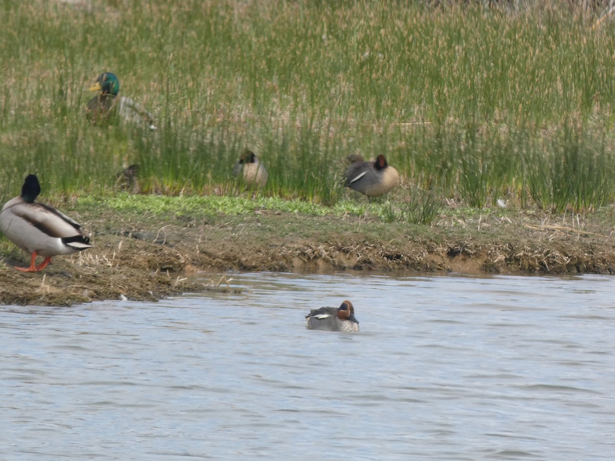 Green-winged Teal - ML616900782