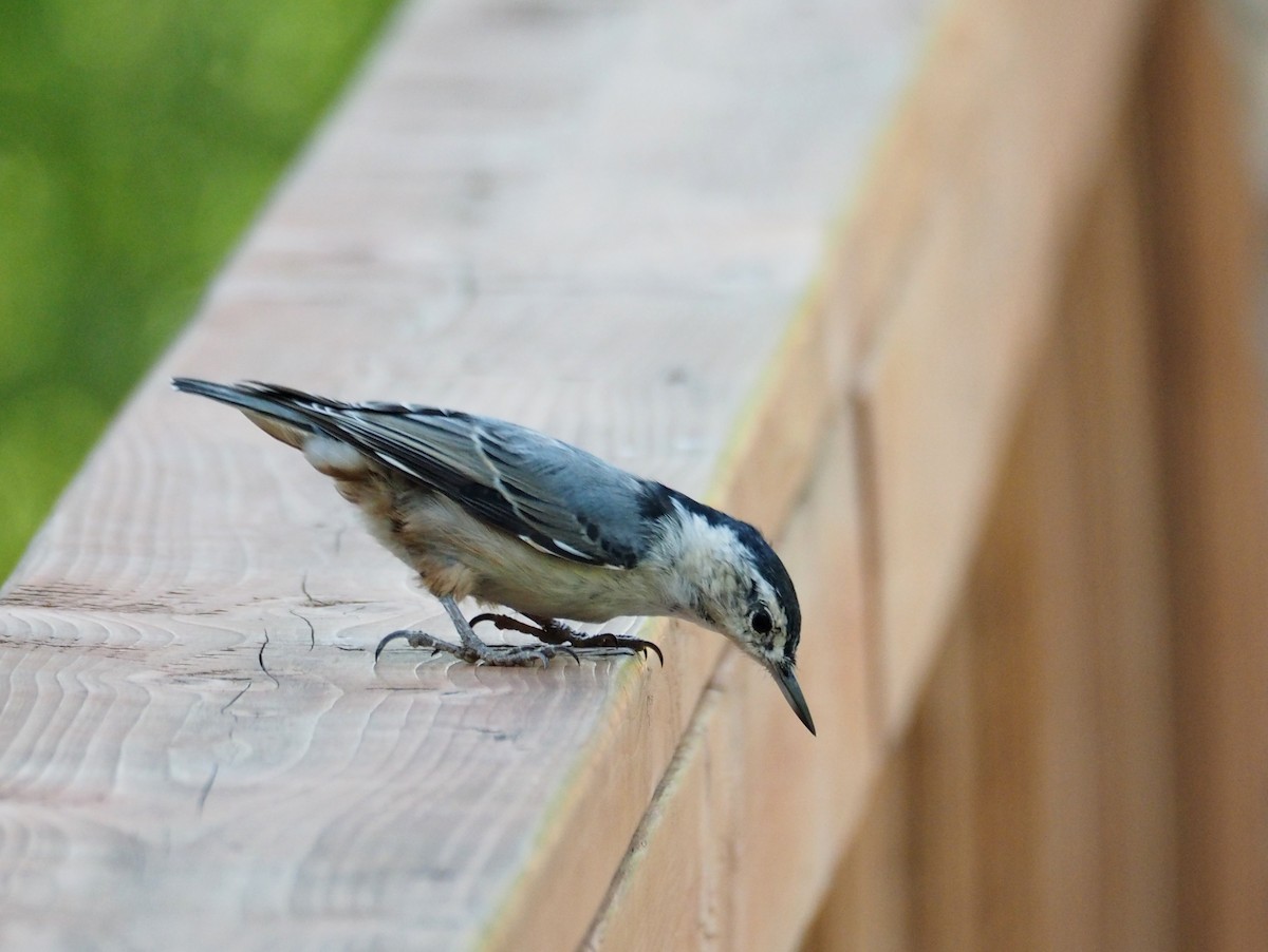 White-breasted Nuthatch - ML616900811