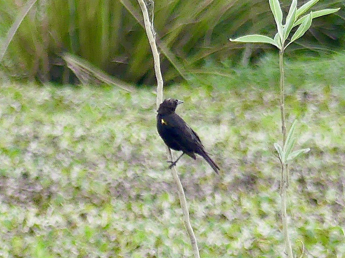 Yellow-winged Blackbird - ML616900841